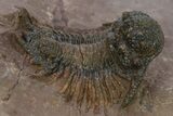 Acanthopyge (Lobopyge) Trilobite - Atchana, Morocco #242128-1